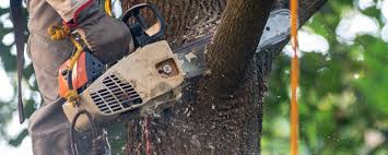 Best Fruit Tree Pruning  in Fairplay, GA