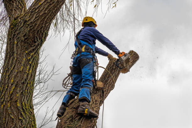 Best Utility Line Clearance  in Fairplay, GA