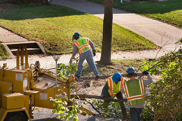 Best Tree Health Inspection  in Fairplay, GA