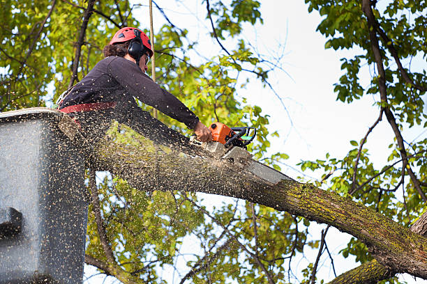 Reliable Fairplay, GA Tree Services Solutions