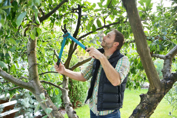 Best Tree Trimming and Pruning  in Fairplay, GA